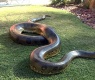 Real Life Giant Anaconda