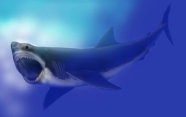 Megalodon looks like great white shark