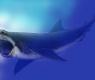 Megalodon Looks Like Great White Shark