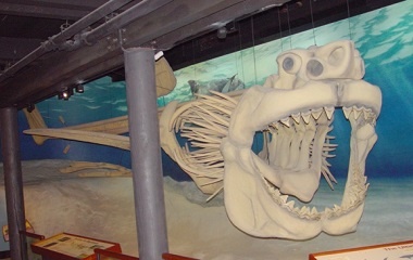 Megalodon skeleton, Calvert Marine Museum, Maryland