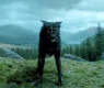 Sirius Black Shapeshifts Black Dog