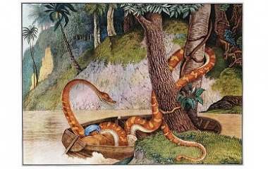 Giant Anaconda Legendary Serpent In Amazon Basin Mythology Net