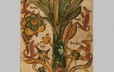 The four stags of Yggdrasil