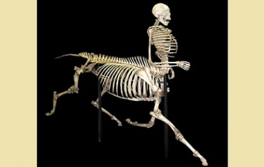 Centaur skeleton