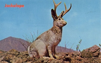 hansa jackalope