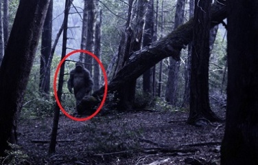 Bigfoot allegedly spotted in Northern California