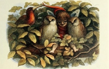 Elf and Owls, illustration